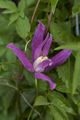 Clematis alpina Constance-1 Powojnik alpejski